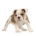 English Bulldog puppy Royalty Free Stock Photo