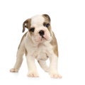 English Bulldog puppy Royalty Free Stock Photo