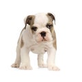 English Bulldog puppy Royalty Free Stock Photo