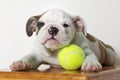 English Bulldog Puppy