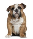 English bulldog puppy, 4 months old Royalty Free Stock Photo