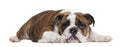 English Bulldog puppy, 4 months old, lying Royalty Free Stock Photo