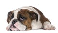 English Bulldog puppy, 4 months old, lying Royalty Free Stock Photo