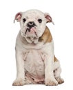 English Bulldog puppy, 4 months old, sitting Royalty Free Stock Photo