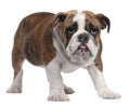 English Bulldog puppy, 4 months old, standing Royalty Free Stock Photo