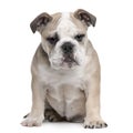 English Bulldog puppy, 5 months old, sitting Royalty Free Stock Photo