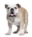 English Bulldog puppy, 6 months old, standing Royalty Free Stock Photo