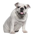 English Bulldog puppy, 7 months old, sitting Royalty Free Stock Photo