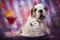 English Bulldog puppy birthday Royalty Free Stock Photo
