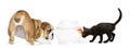 English Bulldog Puppy and black kitten looking at a goldfish