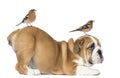 English Bulldog Puppy bottom up with two common chaffinch on head and tail
