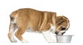 English Bulldog Puppy eating from a metallic dog bowl