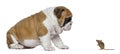English bulldog puppy looking at a mouse, isolated