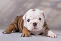 English bulldog puppy