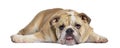 English Bulldog puppy, 5 months old, lying exhausted