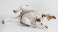 English Bulldog Puppy rolling over Royalty Free Stock Photo