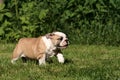 English Bulldog Puppy running