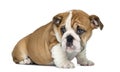 English Bulldog Puppy sitting, 2 months old Royalty Free Stock Photo