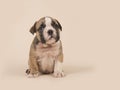 English bulldog puppy sitting on a sand colored creme background