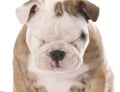 English bulldog puppy squinting