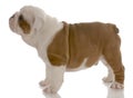 English bulldog puppy standing Royalty Free Stock Photo