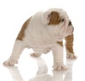 English bulldog puppy standing Royalty Free Stock Photo