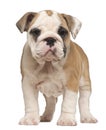 English Bulldog puppy, standing, 2 months old