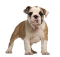 English Bulldog puppy, standing Royalty Free Stock Photo