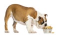 English Bulldog puppy standing, eating from a bowl full of biscuits, 4 months old Royalty Free Stock Photo