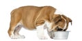 English Bulldog Puppy standing and eating from a metallic bowl Royalty Free Stock Photo