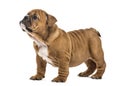 English bulldog puppy standing, isolated Royalty Free Stock Photo