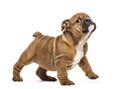 English bulldog puppy standing, isolated Royalty Free Stock Photo