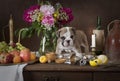 English Bulldog puppy Royalty Free Stock Photo