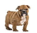 English bulldog puppy standing, Royalty Free Stock Photo