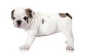 English Bulldog puppy on white background Royalty Free Stock Photo