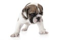English Bulldog puppy on white Royalty Free Stock Photo