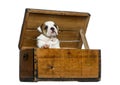 English bulldog puppy in a wooden chest