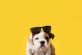 An English bulldog puppy on a yellow background. A thoroughbred dog with dark glasses. Pets Royalty Free Stock Photo