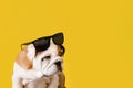 An English bulldog puppy on a yellow background. A thoroughbred dog with dark glasses. Pets Royalty Free Stock Photo