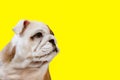 An English bulldog puppy on a yellow background. A thoroughbred dog. Pets. Copy space Royalty Free Stock Photo