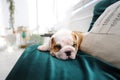 English bulldog pyppy lying on the sofa at home.
