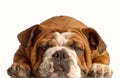 English bulldog resting Royalty Free Stock Photo