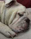 The english bulldog resting bundled up in her blancket Royalty Free Stock Photo