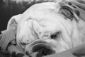 The english bulldog resting bundled up in her blancket Royalty Free Stock Photo