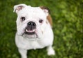 An English Bulldog with sectoral heterochromia and an underbite Royalty Free Stock Photo