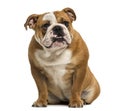 English Bulldog showing teeth, sitting, 1 year old