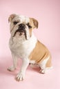 English Bulldog sitting. Royalty Free Stock Photo