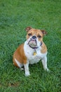 An english bulldog sitting attentively in the grass