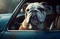 English bulldog sitting in a blue car on the road. Generative Ai