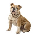 English Bulldog sitting Royalty Free Stock Photo